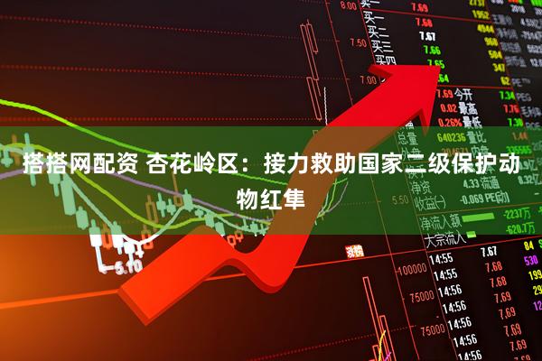 搭搭网配资 杏花岭区：接力救助国家二级保护动物红隼