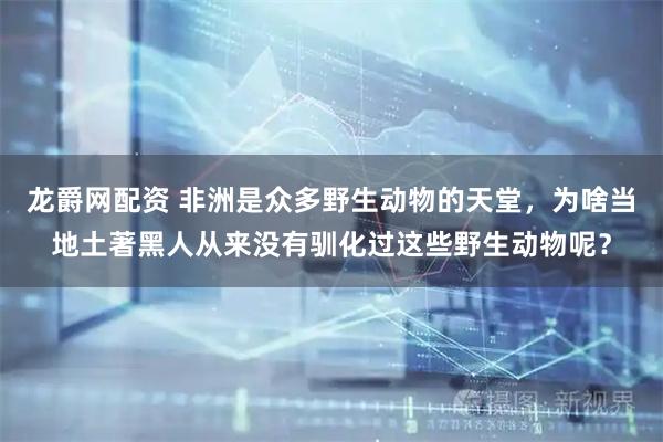 龙爵网配资 非洲是众多野生动物的天堂，为啥当地土著黑人从来没有驯化过这些野生动物呢？